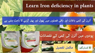 Learn about iron deficiency in plants turn premature fruit dropping Ultrasol rexene chelated iron fe [upl. by Aiderfla]