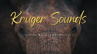 Kruger park sounds  Malelane camp  Morning sounds [upl. by Linetta]