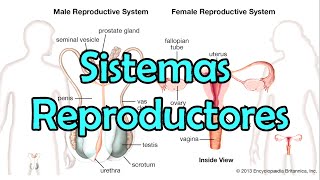 Los Sistemas Reproductores [upl. by Refinnaej]