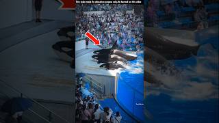 Giant dolphin fish was found inside the swimming pool  shotrs youtubeshorts [upl. by Morita]