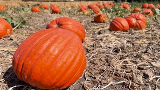 Solvang pumpkin patch taking security measures after recent thefts [upl. by Mandych691]