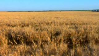 The Great American Wheat Harvest [upl. by Oiled606]