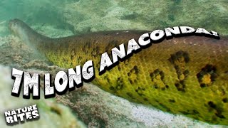 Patrick Aryee Dives Deep to Find a 7mlong Anaconda  Big Beasts Last of the Giants  Nature Bites [upl. by Shirlee100]