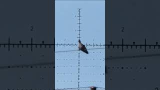 INSANE Pigeon gets hammered by airgun [upl. by Kresic]