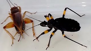 Клоп хочет съесть сверчка Bug wants to eat the cricket [upl. by Xanthus]