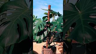 Easiest Way to Grow Duplicate Monstera Plant  StepbyStep Guide monsteraplant plants [upl. by Can]