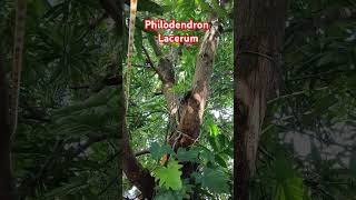 Philodendron lacerum amazing plants love philodendron garden enjoy travel plantlover [upl. by Zinnes]