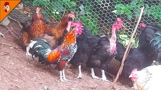 Little Rooster Crowing Non Stop  Best Natural Alarm Clock  Chicken Videos [upl. by Emsoc]