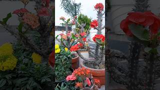 rooftop garden  terrace garden  winter blooming  gardening flowers [upl. by Giglio201]