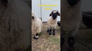 Valais Blacknose Sheep [upl. by Anawaj]