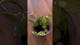 Peperomia Hope🪴Restart plants fluval peperomia plantcare [upl. by Bury]