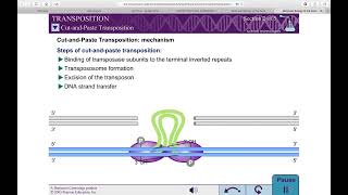 TGE  Basics Cut and Paste and Replicative Mechanism REF Molecular Biology of the Gene WATSON [upl. by Idak]