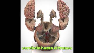 🧠 Explore la anatomía compleja del cerebro anatomy [upl. by Anned]