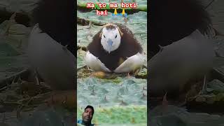 birds cute nature animals ytshorts viralvirdeo [upl. by Enaj430]