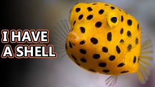 Cowfish facts also boxfish facts  Animal Fact Files [upl. by Enirroc]