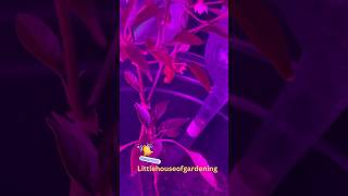 Growing Peppers Indoors [upl. by Erdna]