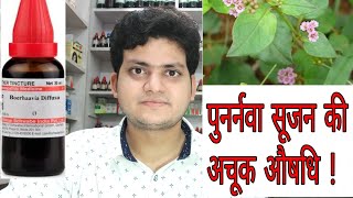 Punarnava  Homeopathic medicine Boerhaavia Diffusa  Sign and symptoms  Disease and doses [upl. by Asil]