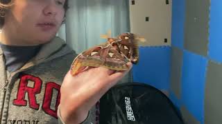 My Giant Atticus Atlas Moth  In The Morning Moth Flying Biggest Moth On Earth [upl. by Berta]