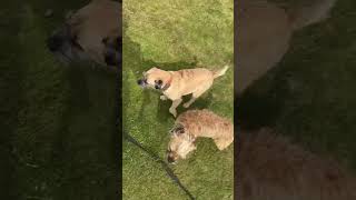 National Dog Day  LIVE Dog Walk dogs [upl. by Uhp794]