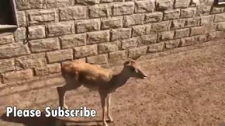 fallow and black buck deer sale in Pakistan  deer farming in Pakistan [upl. by Ahsotan]