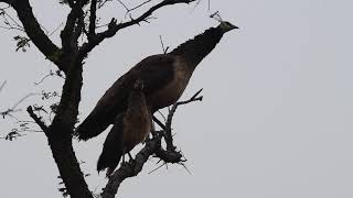 Peacock and peachick alarm call on seeing a leopard in Jhalana Jaipur Rajasthan [upl. by Atwood964]