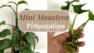 Propagating Mini Monstera in Water  No Rooting Hormone  Propagation  Rhaphidophora Tetrasperma [upl. by Shifra]