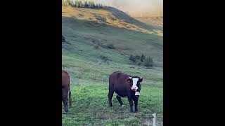 BIENTÔT LA FIN DE SAISON POUR CES VACHES  Ici l’alpage de la Duche 1500mLe Grand bornand [upl. by Heti]