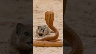 Cape Cobra and Mongoose [upl. by Aivart]