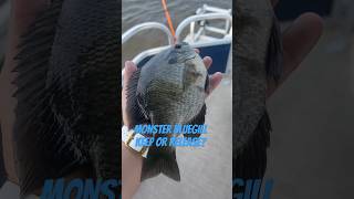 10 inch bluegill decisions…wwyd fishing catchandrelease [upl. by Betta]