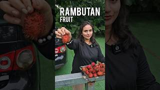 Rambutan Fruit is Very Tasty [upl. by Moscow]