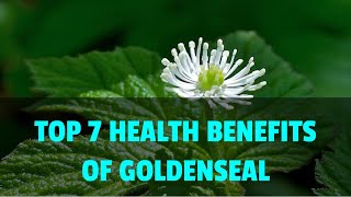 Top 7 Health Benefits of Goldenseal  Herbs for Cancer Cold or Flu and Digestive Issues [upl. by Leachim86]