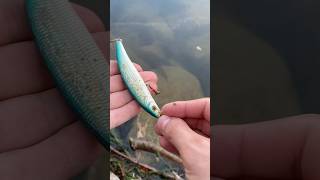 Petit trouvaille du jour  fishingvideo fishing pecheur [upl. by Krystle192]