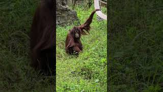 紅毛猩猩Bornean OrangutanTaipei Zoo [upl. by Nylirej]