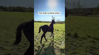 Love their reactions 😂 foal foals horse equestrian cutefarmanimals funny babyhorse momlife [upl. by Nnylarak]