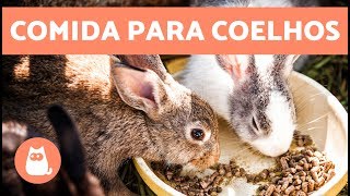 Alimentação de coelhos  filhote jovem adulto e idoso [upl. by Willumsen]