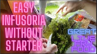 Infusoria easy method without starter great live fry food [upl. by Nomannic]