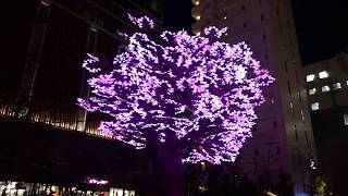 Preview of ‘The Tree of Light LightUp Cherry Blossoms’ at in Nihonbashi RAW VIDEO [upl. by Hplodur]