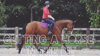 HOW TO GET A HORSE ON THE BIT [upl. by Altaf]