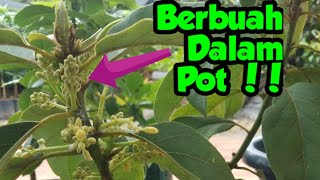 Cara Membuat Alpukat Berbuah Dalam Pot Tabulampot Alpukat [upl. by Aidnahs217]