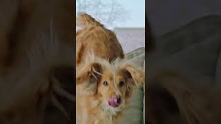 Freshpet Crufts 2024 Short – Official Channel 4 Sponsorship  10 [upl. by Ardnasil]