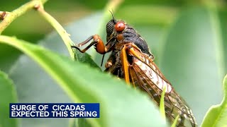 Some trillion cicadas will appear in April for 1st time in 200 years [upl. by Naehgem]