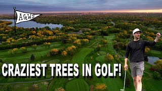 The CRAZIEST trees in Golf  Keller Golf Course Maplewood MN [upl. by Thenna]