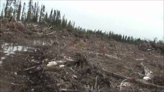 Pine Beetle Killed Forest [upl. by Nerfe]