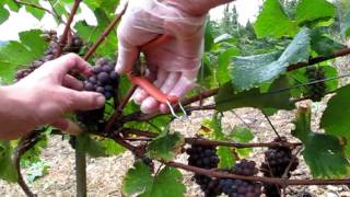 Pinot Gris harvest Burgundy [upl. by Alekin851]