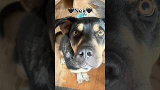 Cute Nek Is Still Looking For A 4Ever Family  Furry Rescue Italy shorts dog dogadoption love [upl. by Brookes606]