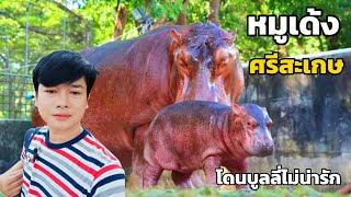 หมูเด้ง ศรีสะเกษ โดนบูลลี่ไม่น่ารัก สวนสมเด็จพระศรีนครินทร์ ศรีสะเกษ [upl. by Vicky201]