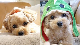 Cute Maltipoo Puppies Compilation 2 [upl. by Leann]