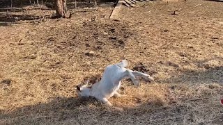 Best of Fainting Goats 2023🤣🤣 [upl. by Wyck]