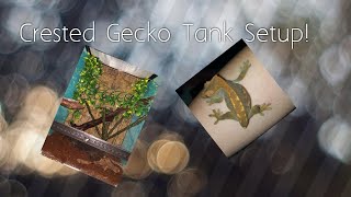 Crested Gecko Tank Setup 18x18x24 Vivarium [upl. by Ardnasirhc350]