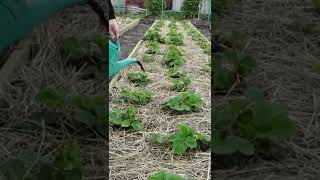 This fertilizer increases the yield of strawberries by 10 times [upl. by Eicyac]